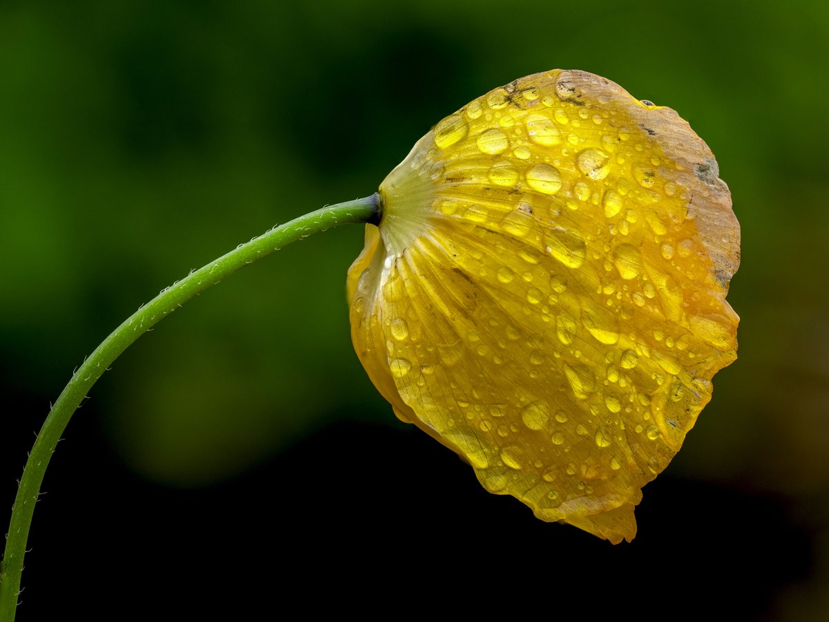 Welsh poppy #Togtweeter #ThePhotoHour #snapyourworld #flowers #plants #flowerphotography #NaturePhotography