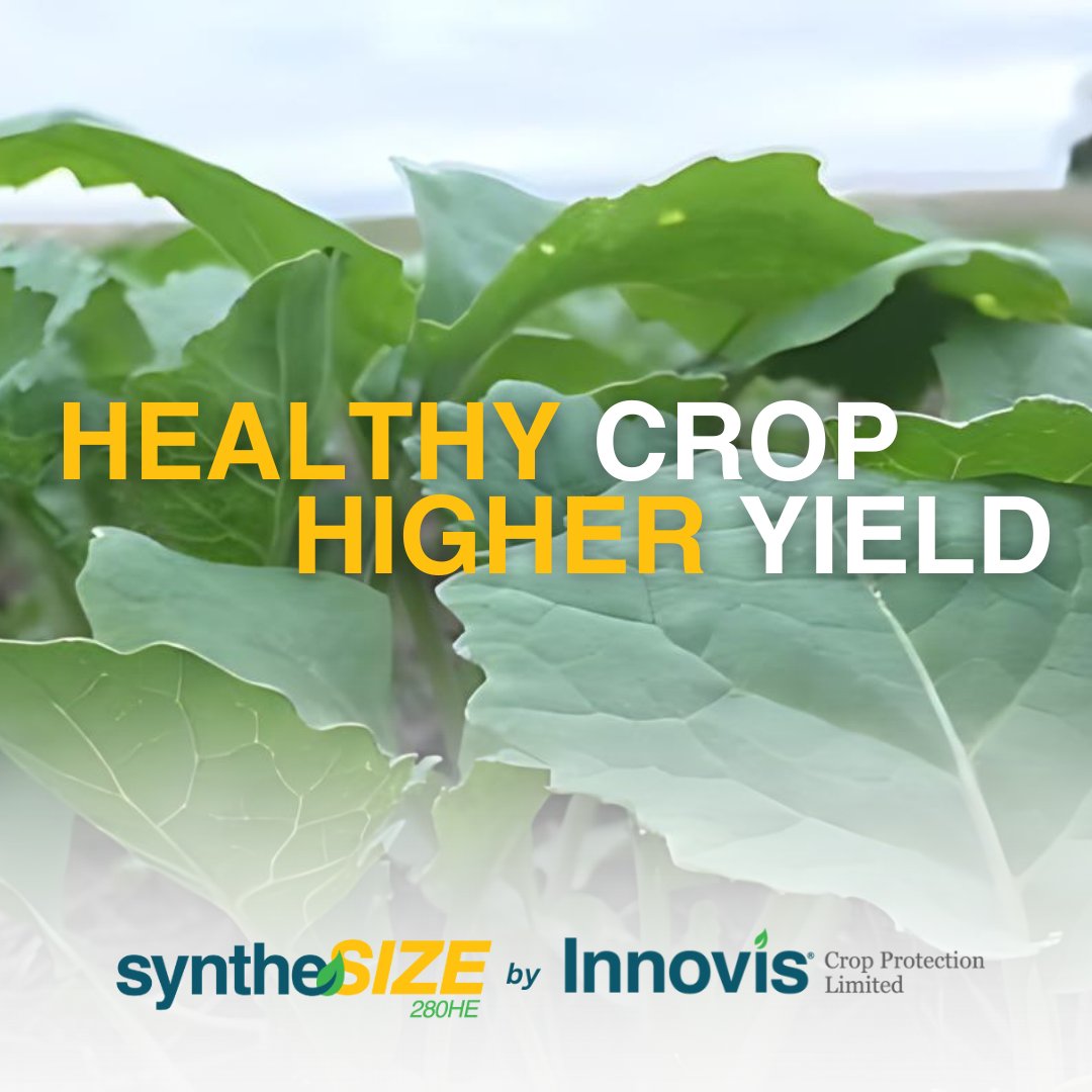 It’s no secret that a healthier crop has the potential to produce higher yields. So why not protect your high value LibertyLink® Canola crop with our high concentrate, NEW to Canada glufosinate? Introducing Synthesize 280HE! 🌱

#canola #plant24 #cdnag #saskag #ag #spraying