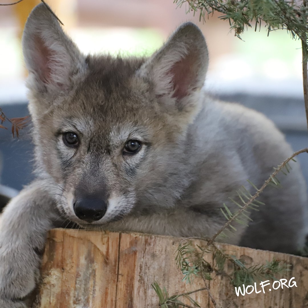 Did you know the first vocalization of a wolf pup is not a howl at all? From day 1, pups commonly squeal, whine, moan and even growl. Pups start howling around 3 weeks old.

📸 Wolf Care Staff
🐺 Rieka