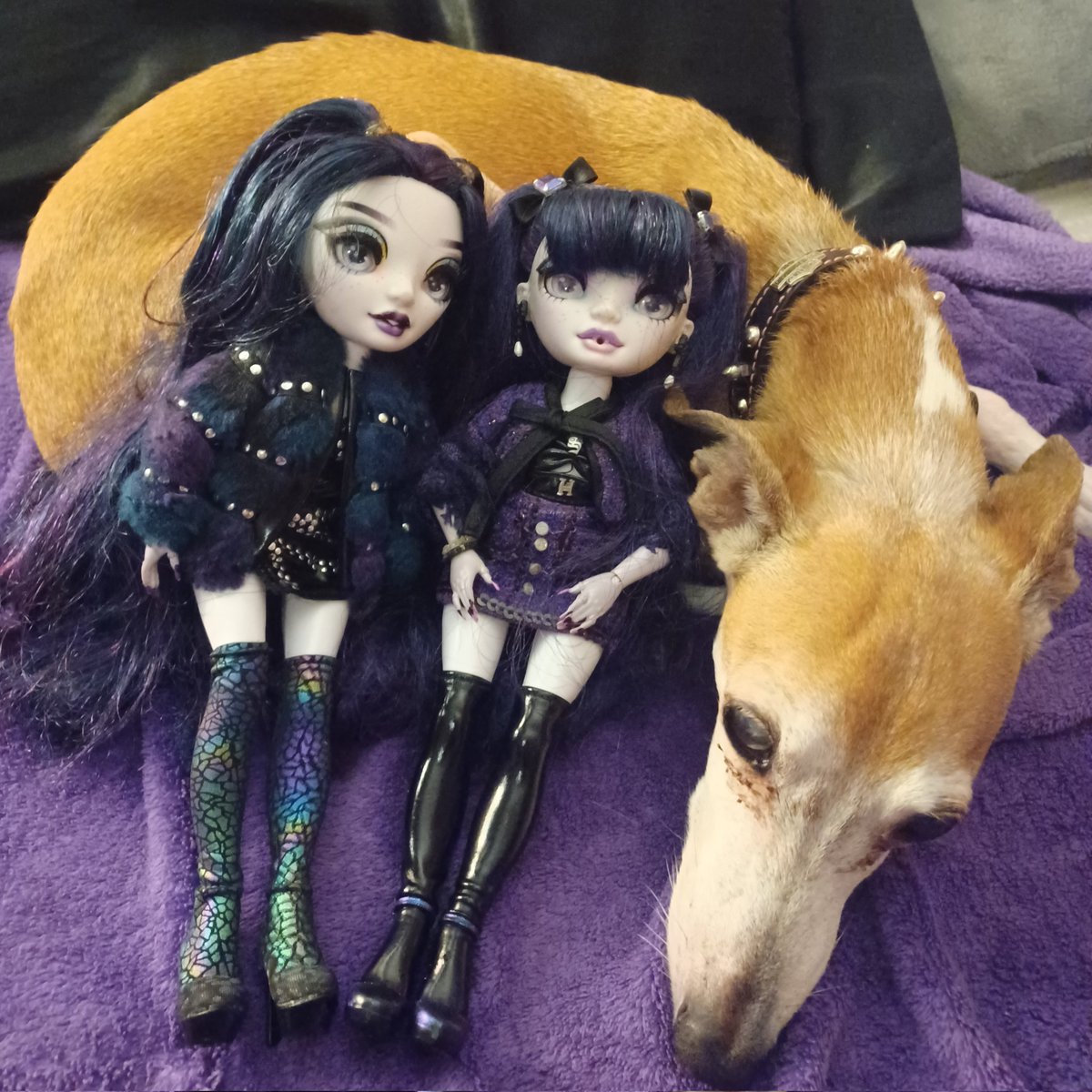 It's raining where I am today, so N and V got to have a special guest in the room today! The dog's name is Lucy, and nobody can figure out if she's an Italian Greyhound or a Whippit.🖤💜
