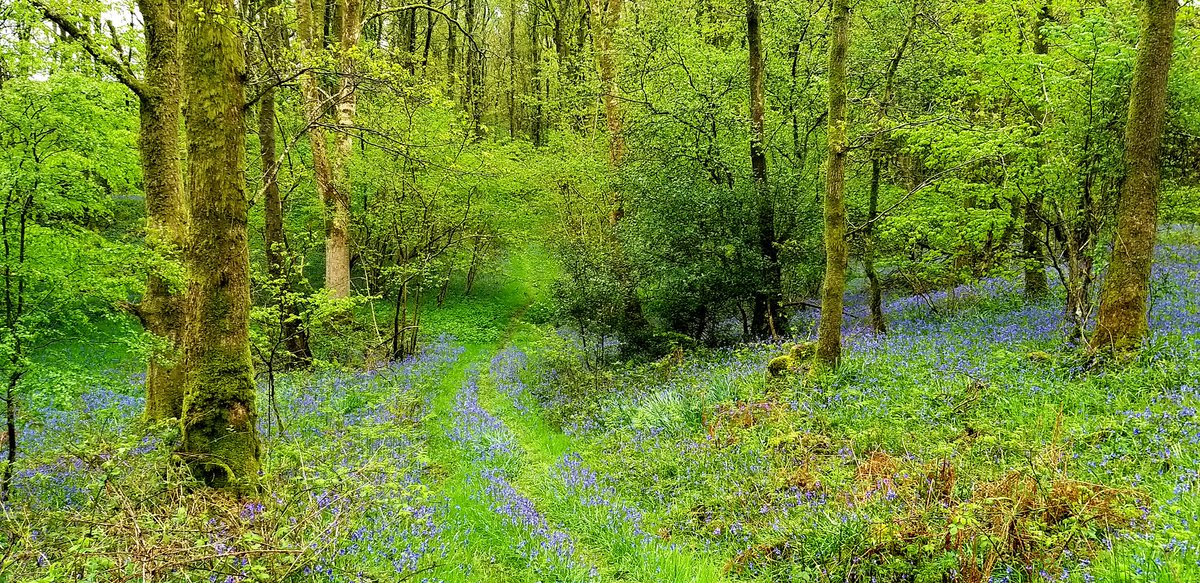 Another glorious day in our bluebell wood 

in Cumbrian dialect, 'craw-feet' is bluebell

it's unlucky to pick bluebells; and if you wear a garland of bluebells, you'll be compelled to tell the truth

#bluebells #folklore #lakedistrict