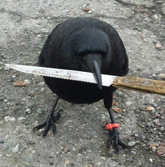 Du wohnst in einer üblen Gegend, wenn ein Vogel mit Fußfessel dich mit einem Messer bedroht.