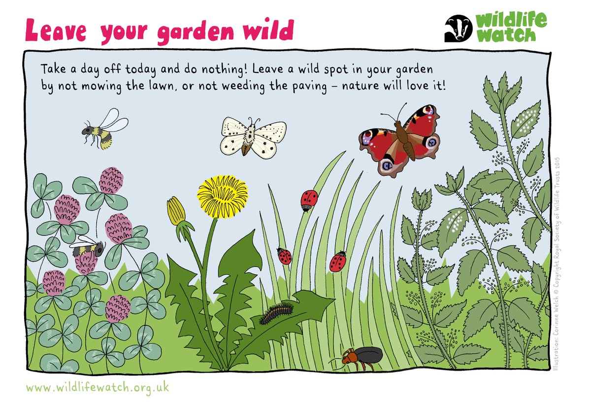 It’s #NoMowMay! Make space for wildlife by letting your lawn grow wild this May! Our plants and pollinators will thank you 🌿🐝 @Love_plants #Nature #Wildlife #Wildflowers