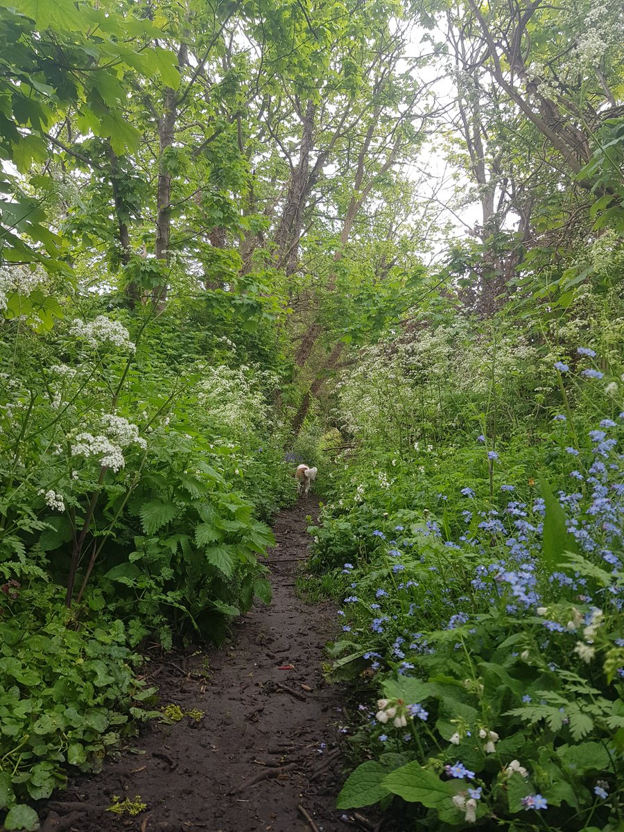 Love the blurring of lines between nature and infrastructure in the green alleyways that can sometimes be found running behind houses, like this one in Shirley, #Croydon.