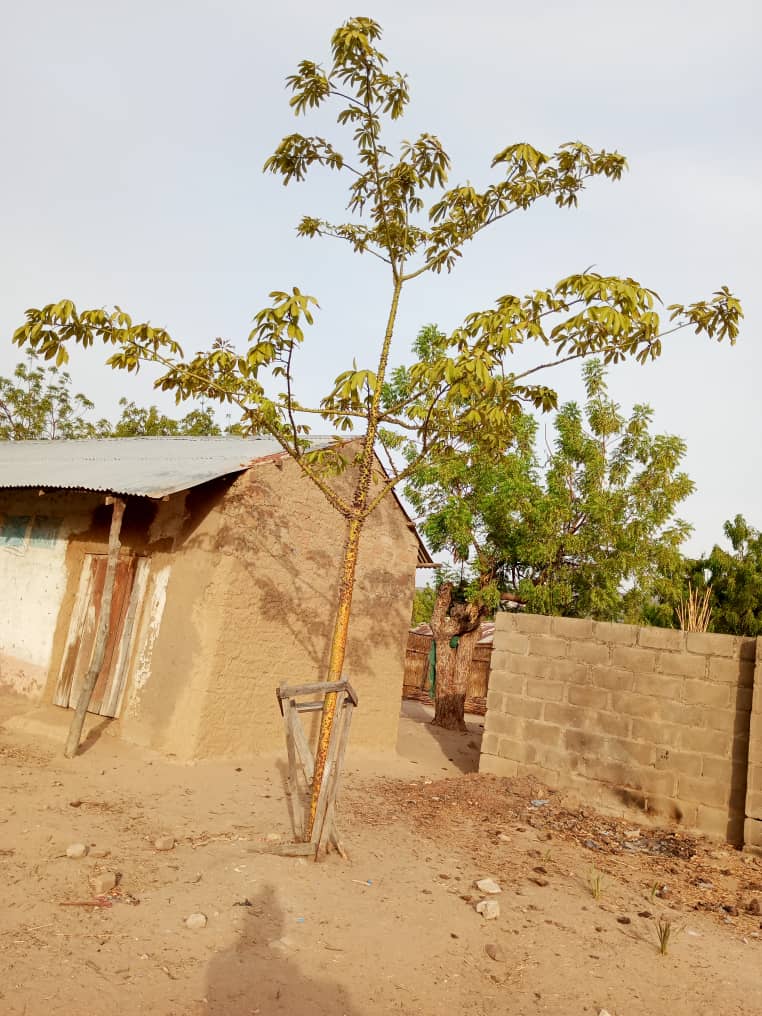 @morakinyo1tunde Already we @JEnvironmentNG we have already started making efforts to see that this tree continues to survive in Nigeria, these are 4 different pictures of 4 trees we planted few years ago in Gwani East village in Gombe state, they are growing well.