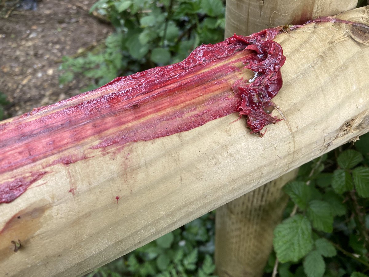 No right to roam. 

This informal footpath has been well used for at least the last ten years. There’s no crop as the fields have been planted with trees. 

Now the landowners have blocked it and there’s a nasty looking red paste smeared on the wood. A permanent dye perhaps?