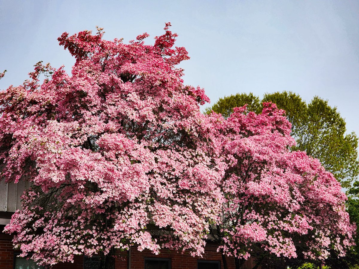 Dramatic spring blooms.