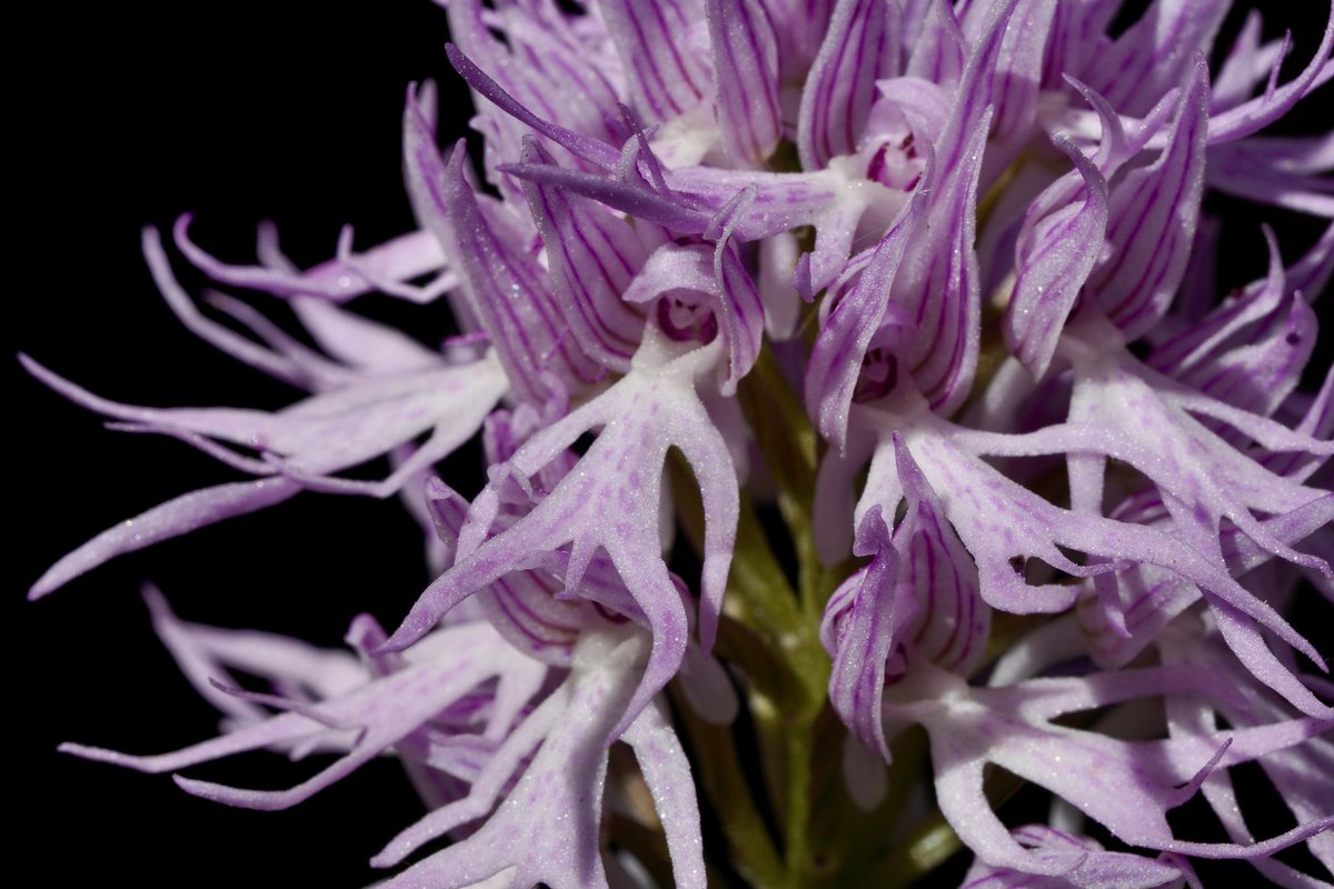 3/52 #OrchidsOfRhodes April 2024 #AnOrchidAWeek Naked Man Orchid (Orchis italica) Pink perfection. My delight at seeing this exquisite example was matched only by my astonishment that the photos almost do it justice #orchids #wildflowers