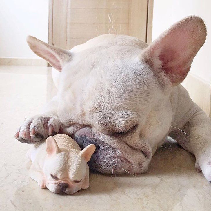 jasdenfashion's tweet photo. French Bulldog Mom 💕
#FrenchBulldog #Frenchie #BulldogLife #FrenchieLove #FrenchiesOfTwitter #FrenchieNation #Bulldogsof2024 #FrenchBulldogLove #FrenchieCommunity #FrenchieAdventures https://t.co/1RiCaYJVXH