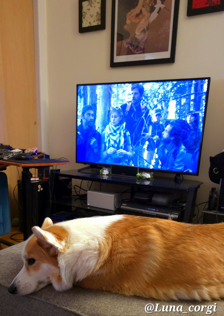 Today's #horrormovie is 'YellowBrickRoad'. An expedition sets out to discover the fate of an entire town that disappeared 70 years prior.😧🖥

#dog #corgi #CorgiCrew #HorrorMovies #horror #movie