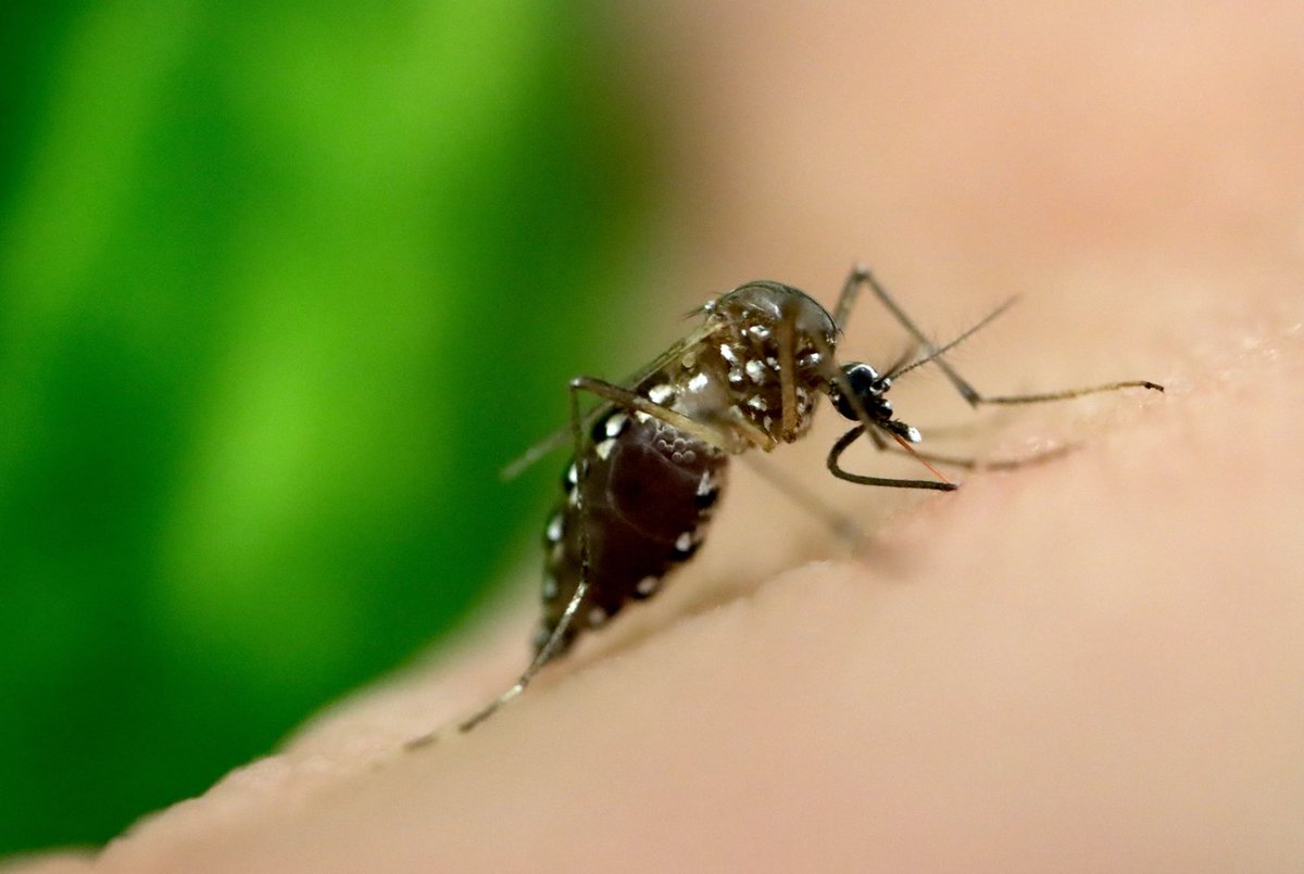 #NIAID scientists developed a new tool that could help identify geographic hot spots for Aedes mosquitoes, which can spread diseases such as #dengue and #Zika, using a marker from blood serum of people bitten by the mosquitoes. Learn more at go.nih.gov/56xP8La