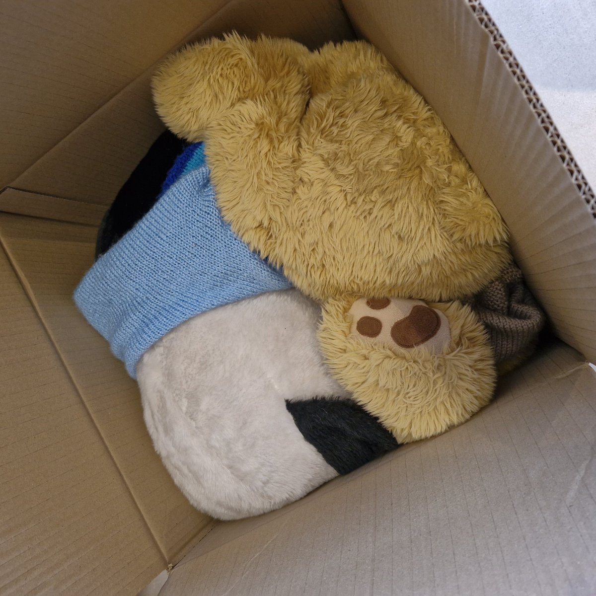 SENSITIVE CONTENT WARNING: humans brought 37 of us to Bruges in the car. All our other pals travelled in boxes in the removals van, like this. And thanks to Br*xit, instead of arriving on Tuesday they were forced to endure 2 nights on the van, finally arriving this am! 😮 🐾 🇧🇪