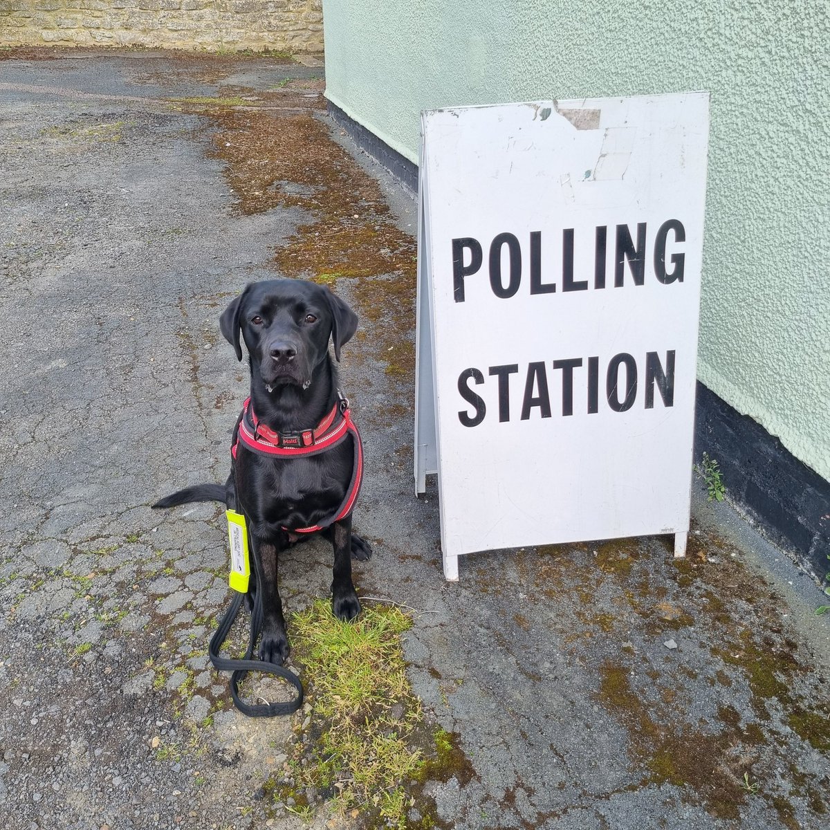 Medical Alert Assistance Dog in training, Winnie, helped her Socialiser at the pawling station #vote