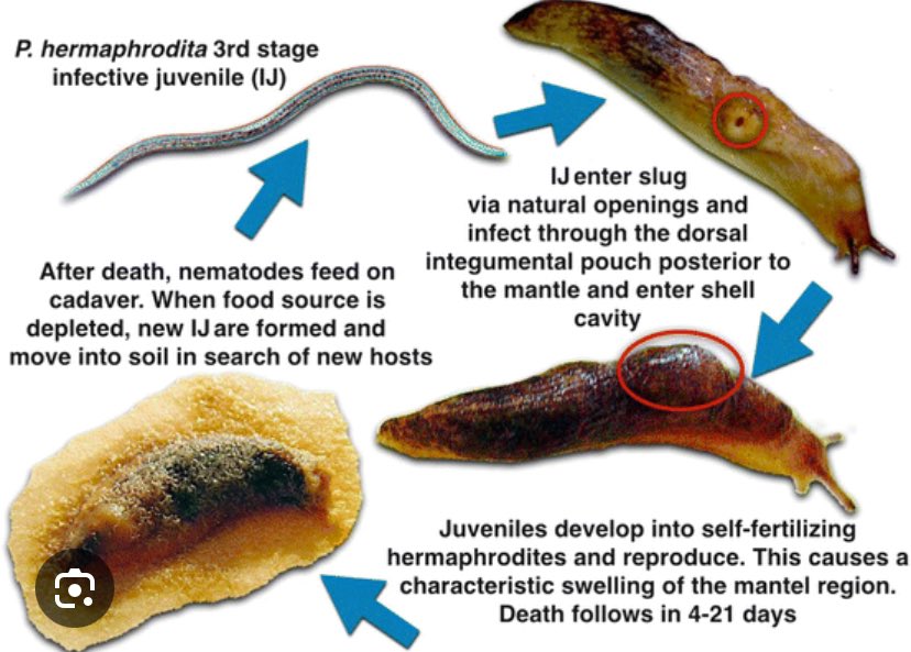 #nematodes are here, fungus gnats your dead meat.