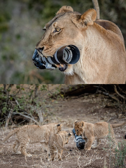 10. Photographer Barbara Jensen Voster accidentally dropped her camera in Botswana where she was photographing a lion pride. The lioness picked it up, played with it, then took it to her cubs to play with. A very expensive toy.