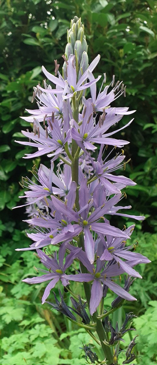 My Camassias are loving the rain x #mygarden #gardening #Flowers