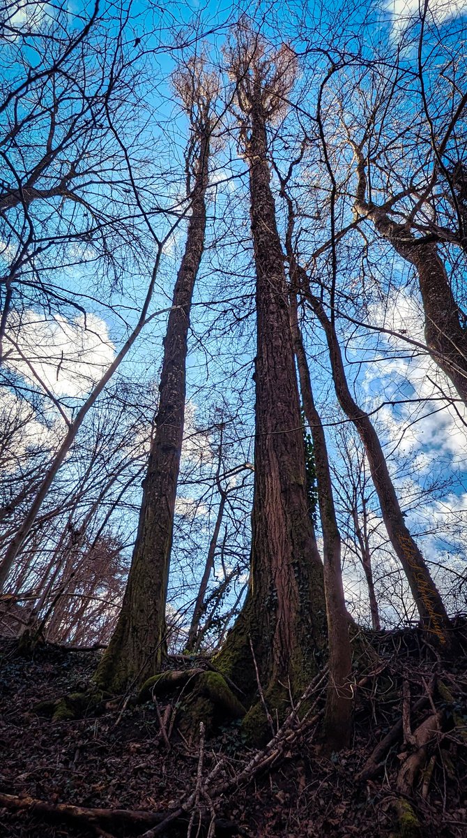 Looking up - Levant les yeux

@keeper_of_books #Trees
#ArbreDuMatin #TreeClub #AmiesDesArbres #Vertorama
#JaimeLesArbres #Skyscape #ThePhotoHour #TotD