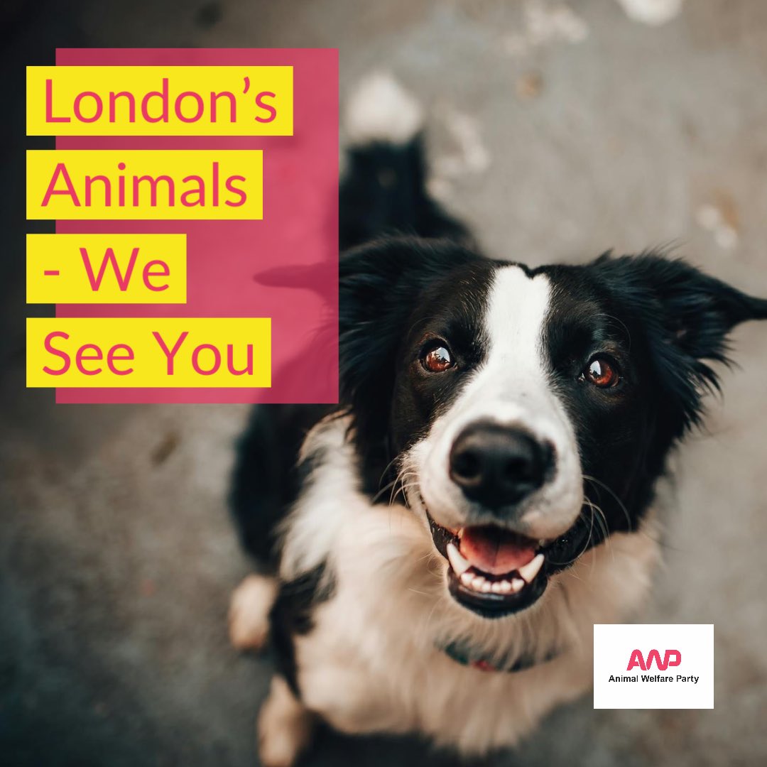 London’s Animals - we see you - and we know that proper protection of animals is lacking. That’s why, with a comprehensive set of policies to better protect animals we think most #dogsatpollingstations would #VoteAWP. 👉🏼More at: animalwelfareparty.org/gla2024 Polls open until 10pm.