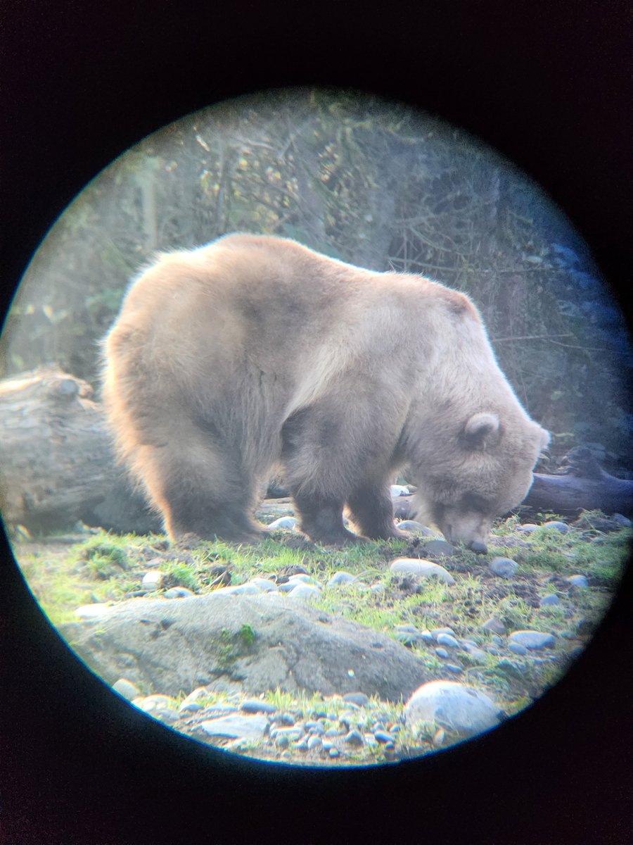 @doubtpointv2 Last time I was at that zoo I spend almost an hour just standing around and watching her do bear things