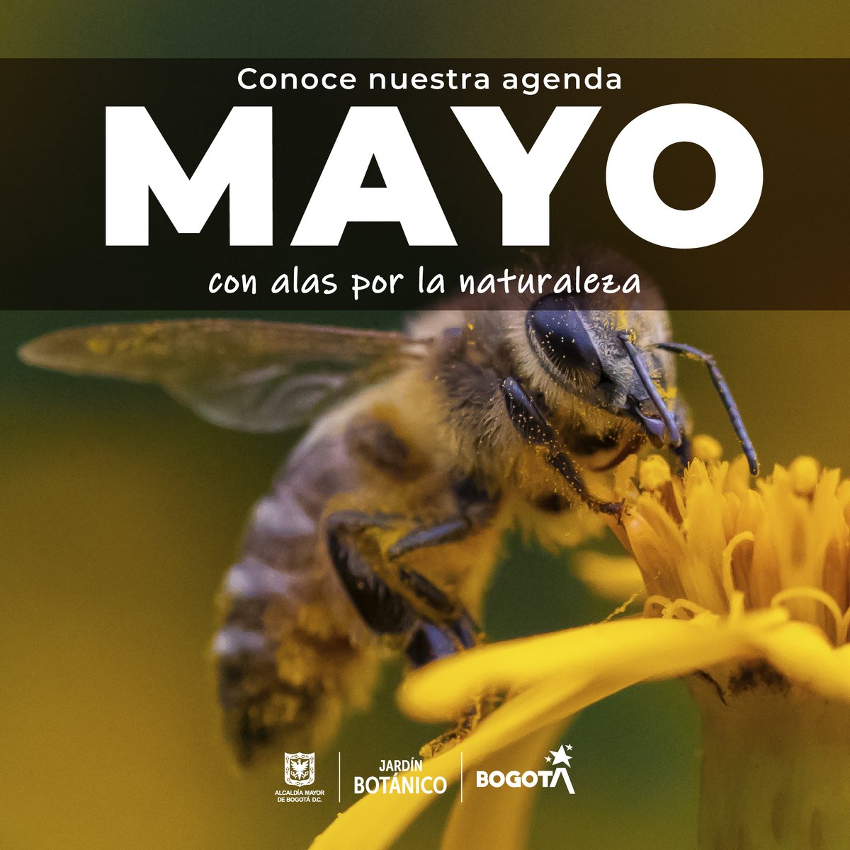 Un mes dedicado a los polinizadores que sustentan la vida en nuestro planeta 🌎🐝🦜

Conoce todas las actividades que tenemos programadas para ti en este enlace 📢 jbb.gov.co/eventos/agenda…