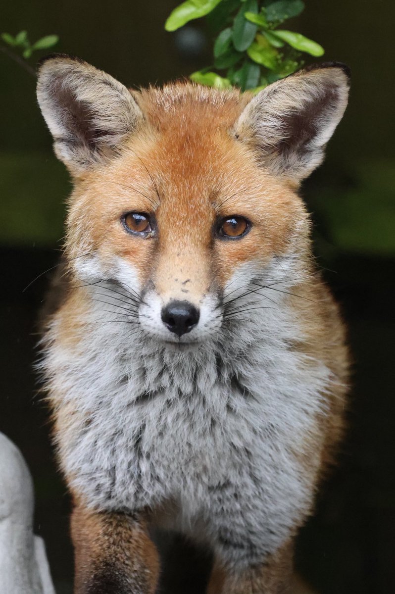 Face to face Fox #Fox #Foxes #foxcub #foxfriday #FoxOfTheDay #foxinmygarden #foxlovers #foxlove