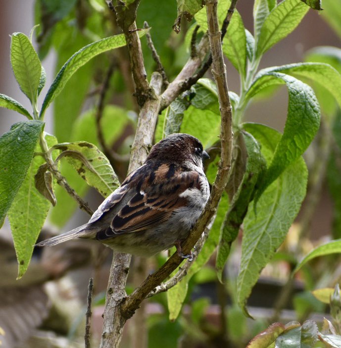 One of my Male #Sparrows with his family feeding off the plants and damp mealworms Iv scattered on the wall for them. 
#FeedTheBirds #WaterTheBirds 
#NestingSeason 1:3:24 ~ 31:8:24