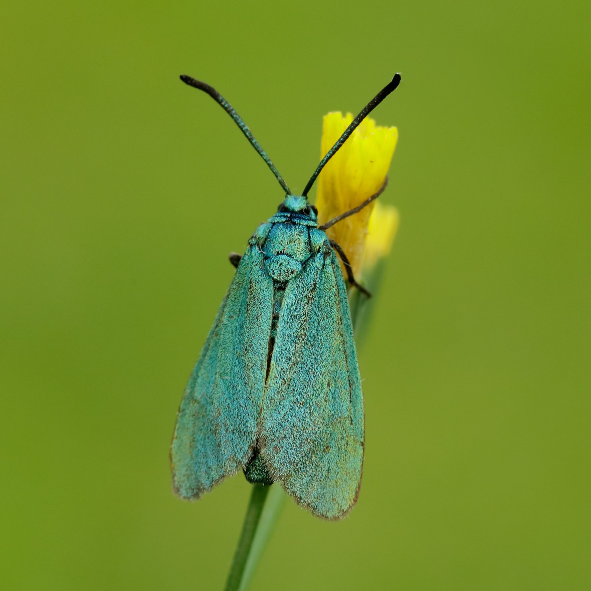 Can you help us find one of the rarest jewels in Northern Ireland? 💎 The iridescent Forester moth was once common across the UK, but now in Northern Ireland has just one known breeding site left. Join the search 👇 butterfly-conservation.org/news-and-blog/… 📸: Iain H Leach #MothsMatter @BCNI_