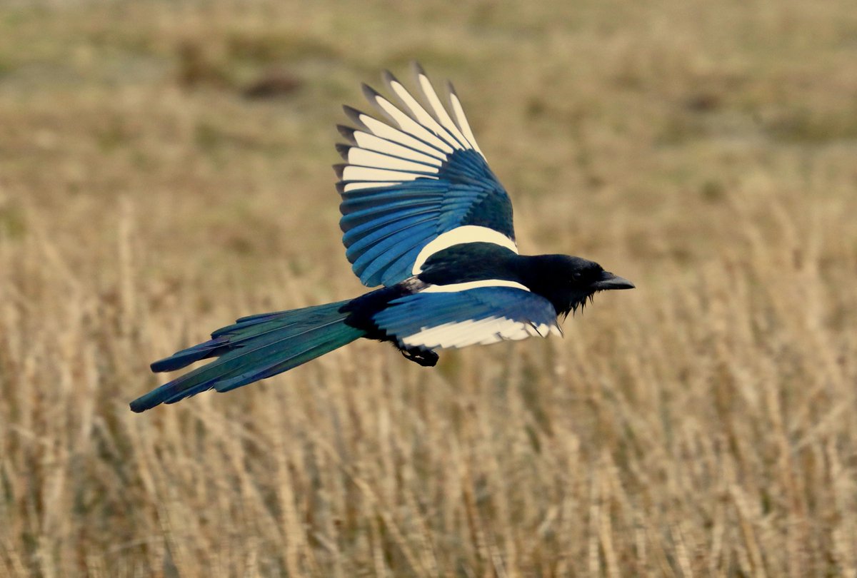 Black-billed magpie flying over a field! 

#birdwatching #thursdayvibes #thursdaymorning