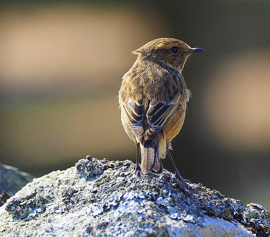 Female Stonechat D&G