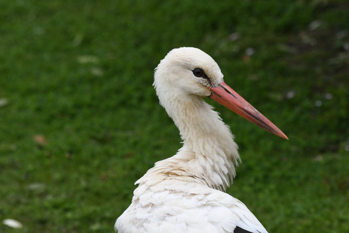 Just love the three white storks @WWTLondon #storks #Nikon