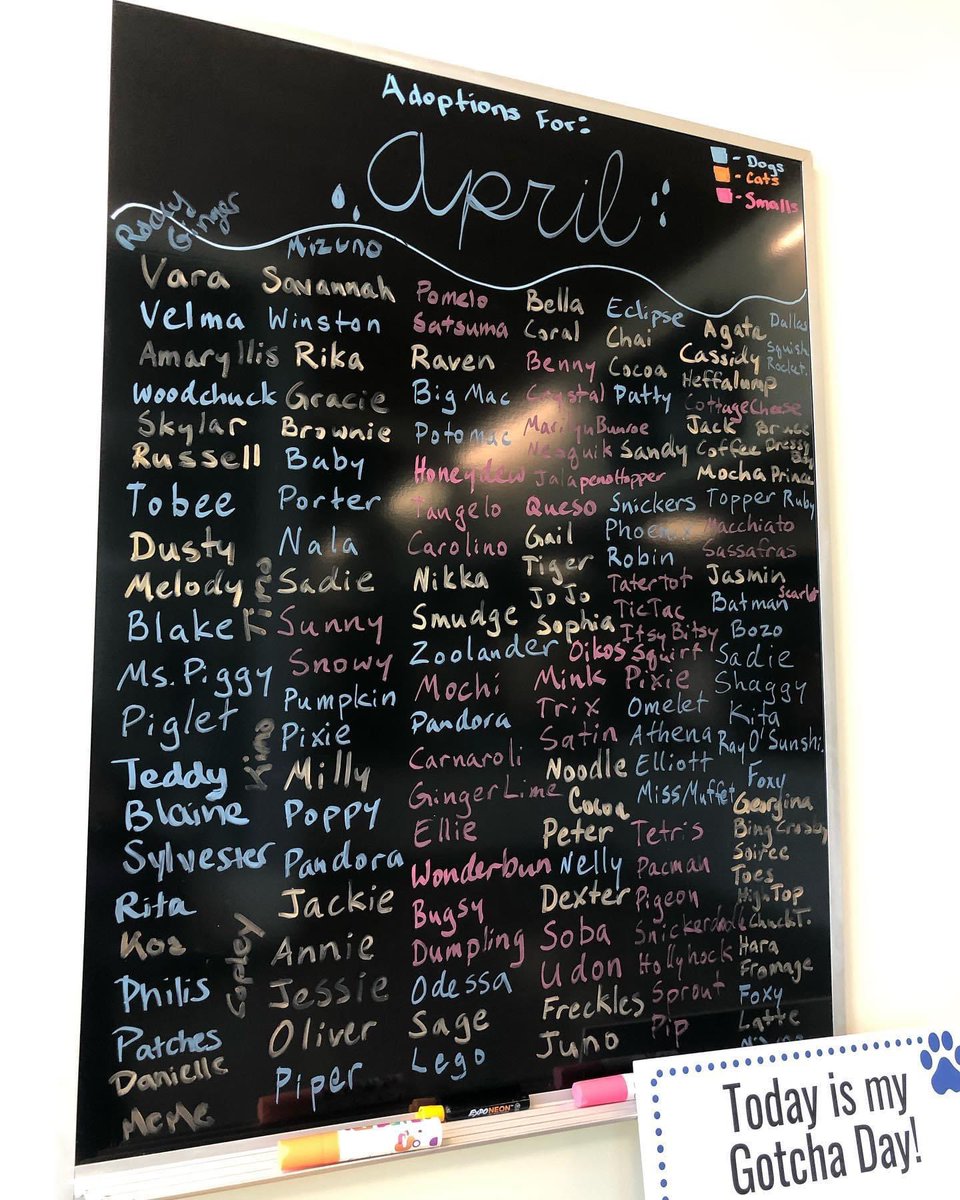 It was a full adoption board for the month of April with 157 adoptions! 
🐶🐰😺🐹
Thank you to our community for adopting!

#adopt #shelterpets #loudoun #adopted #loudounlovesanimals
