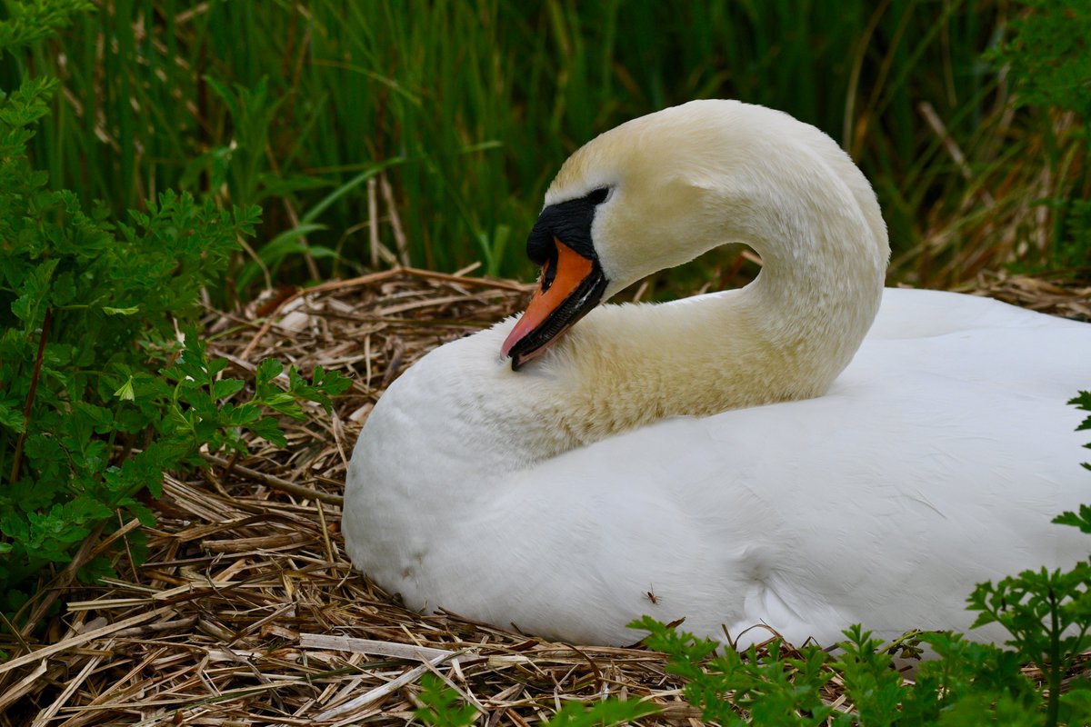 Serene mute swan nesting in the Wildside @WWTLondon @laurencear #Swans #Nikon