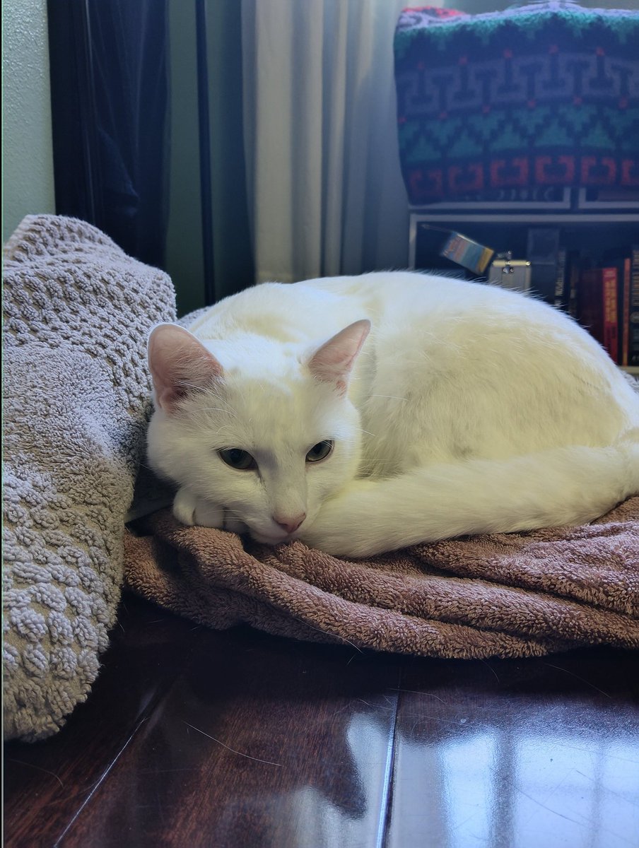 thechaoticchibi's tweet photo. DechART Prompt 13: rest
Harley owning the camera while resting on his towel
#DechartGames
#DechART https://t.co/xKxSbY4uNd
