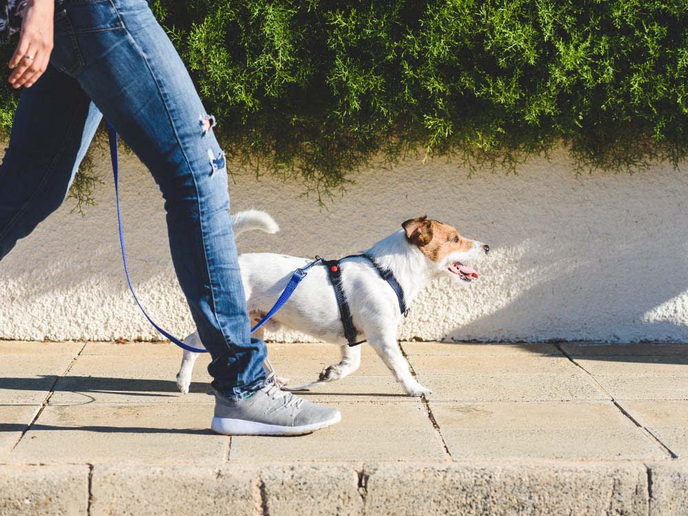 Embark on exciting adventures with your beloved pets by your side! 🐾 Let's make memories that will last a lifetime.
#PetWalks #FurryCompanions #OutdoorAdventures #PetParenting #Walkies #ExploringTogether #HappyPets #QualityTime #BondingMoments #PetLove