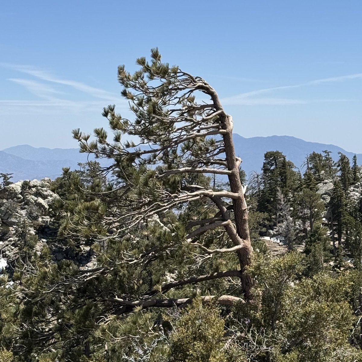 Contrarian tree, probably an anti-vaxxer