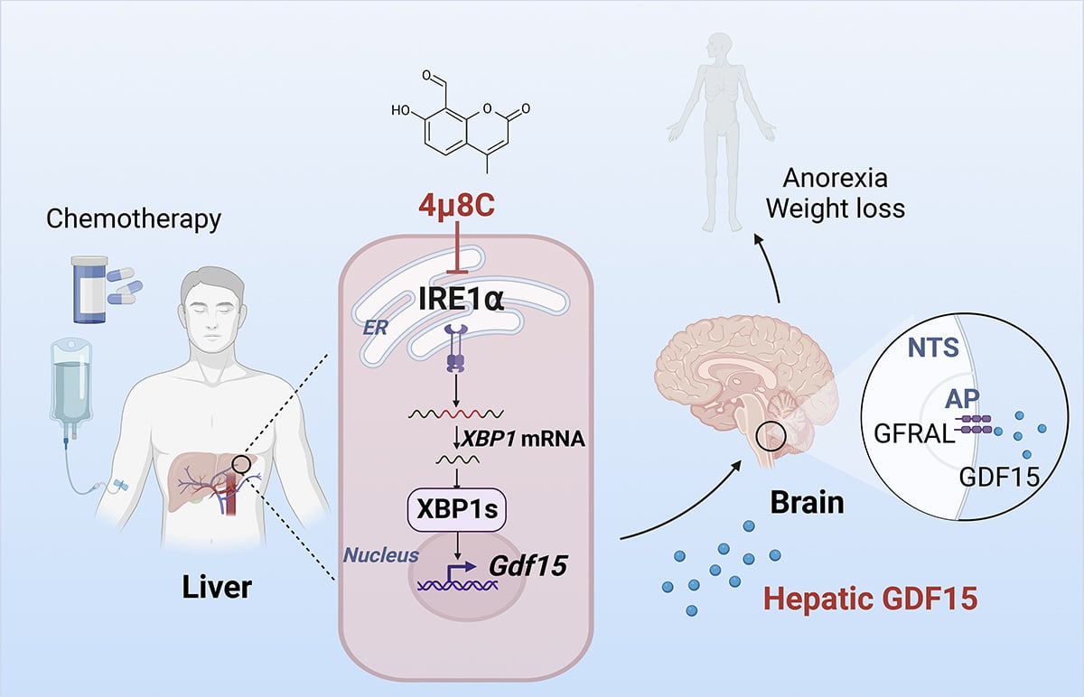 In @JExpMed, Tang, Yao et al. demonstrate that hepatic IRE1α acts as a molecular driver of GDF15-mediated anorexia, and blocking IRE1α activity offers a potential therapeutic approach to alleviate anorexia in #chemotherapy. hubs.la/Q02vS_V50 #Metabolism