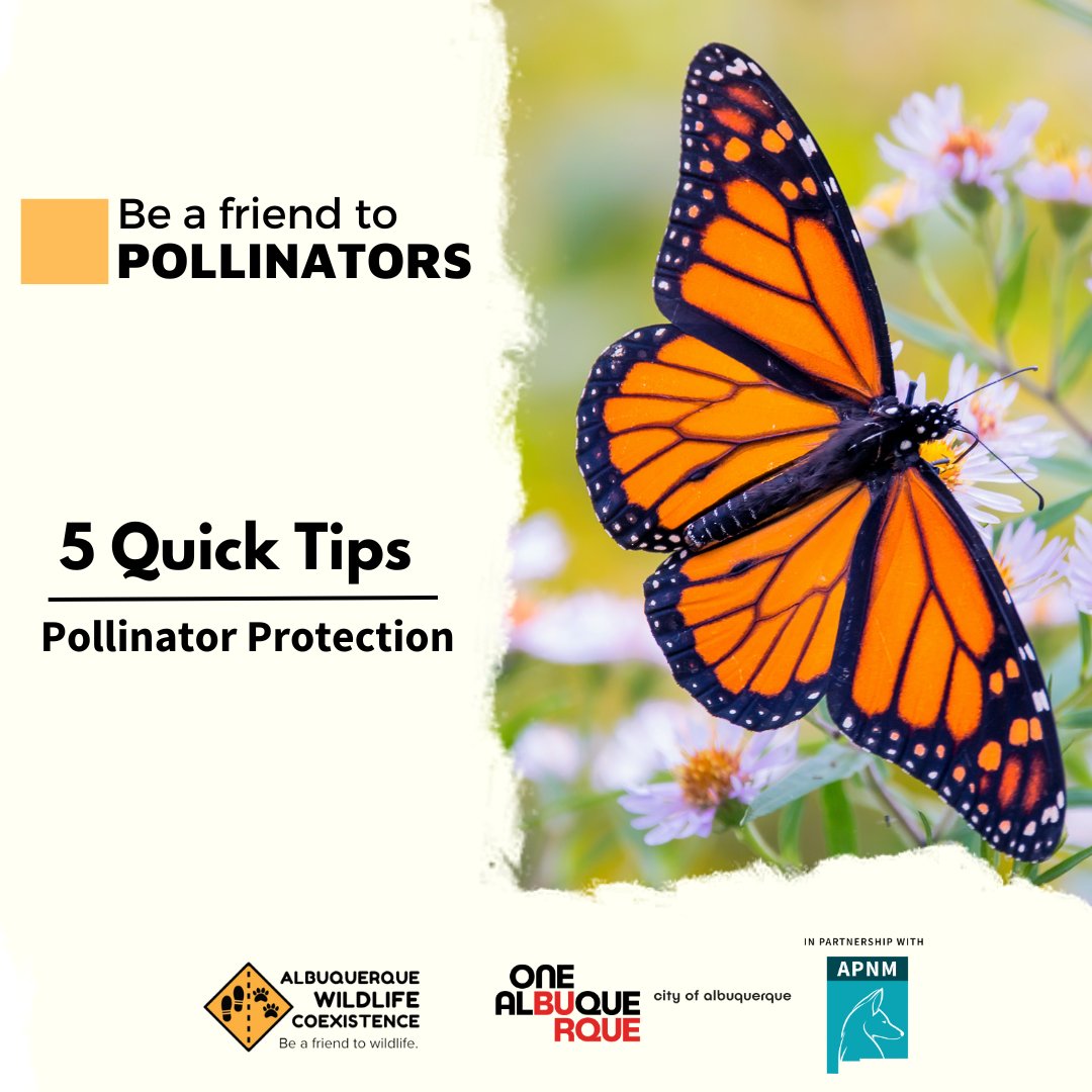 Coexisting with wildlife is key! Protect our pollinators by:
🐝Grow pollinator-friendly flowers
🐝Preserve your local habitats
🐝Go chemical-free
🐝Provide winter nesting sites
🐝Use only refined white sugar in hummingbird feeders

Learn more at the link in our bio #ABQCoexist