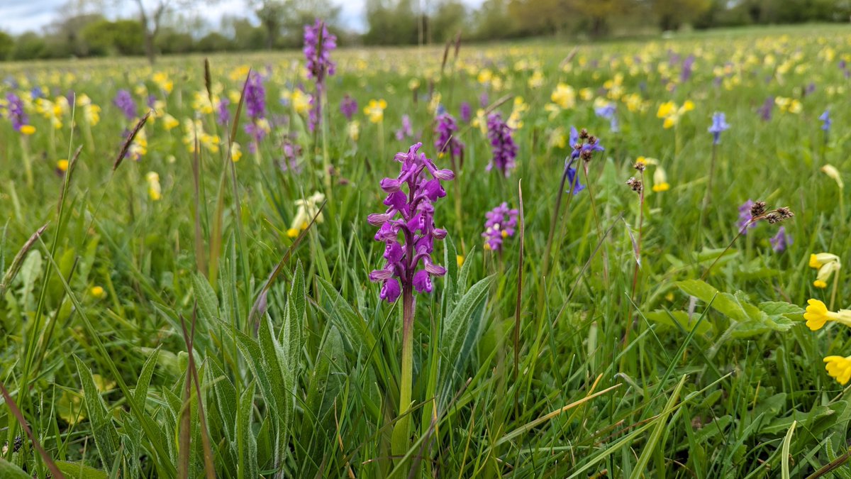 Tom Ward tweet media