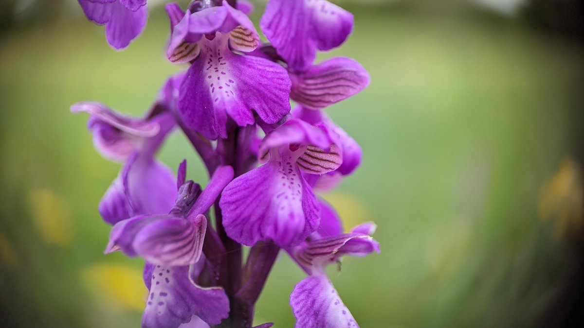 Tom Ward tweet media