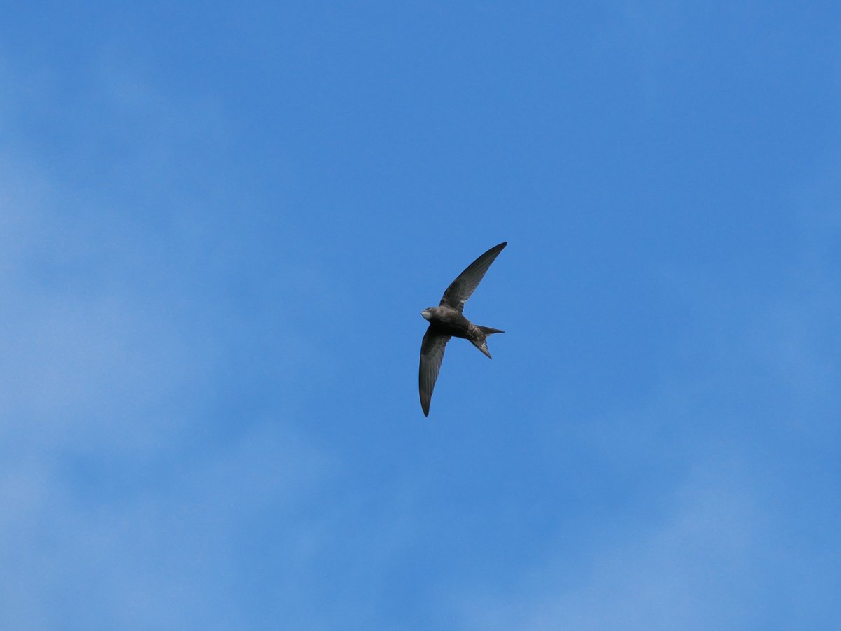 Having been out the country last week, the #BestDayOfTheYear was a little late this year, but yesterday I saw my first #Swift of 2024. Immediate mood lifter right there. 💚 Now where's those mandatory Swift bricks @michaelgove? Please act & show your commitment to saving nature.