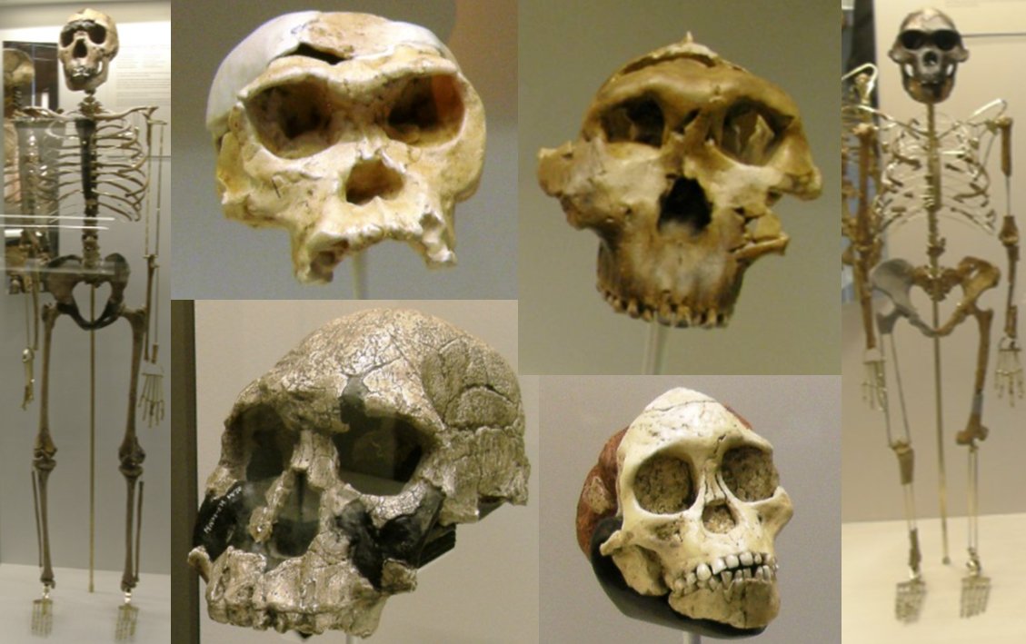 Este domingo mi blog #NutcrackerMan cumplirá 10 años. Tengo un post preparado para ese día, acompañado por Nariokotome (Homo erectus), OH 24 (H. habilis), ER 1470 (H. rudolfensis), OH 5 (Paranthropus boisei), Taung (Australopithecus africanus) y Lucy (Au. afarensis) #FossilFriday