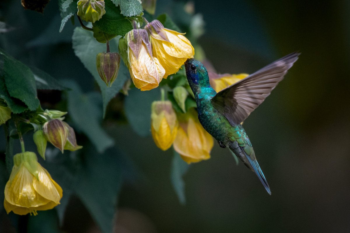 Colibri corruscans espectacular polinizador. Subachoque. Colombia.