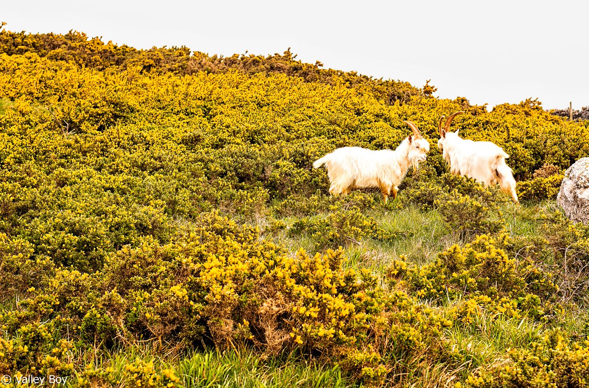 Believe it or not, foraging was the order of the day for these 'horned monkeys' on Llandudno Great Orme today. @Ruth_ITV @ItsYourWales @WalesCoastPath @NWalesSocial @northwaleslive @OurWelshLife @northwalescom @AllThingsCymru #Llandudno #GreatOrme #KashmiriGoats #Foraging #Wales