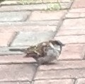 A sparrow and a cardinal dropped by to say hi.🐦🐦‍⬛