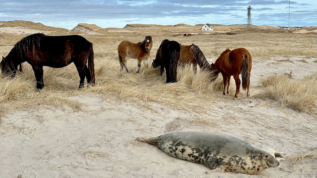 WHOI's tweet image. 🦭How does iron impact seal pup survival? #WHOI biologist @michellershero + partners spent much of the winter investigating this question on a remote barrier island off #NovaScotia, supervised by a band of feral horses.

Read all about it: go.whoi.edu/sealsonsable