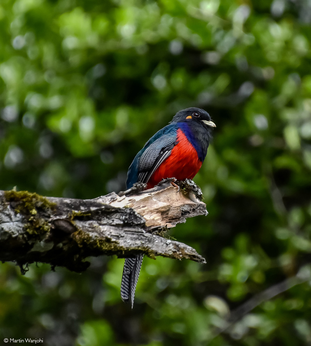 📷Phantom of the mid-story. Often easier to hear than see, a bar-tailed trogon makes a showy appearance. Mount Kenya National Park, Kenya. © Martin Wanjohi (Photographer of the Year 2024 entry)

#wildlifephotos #wildphoto #wildlife_shots #wildlifephotography #photography