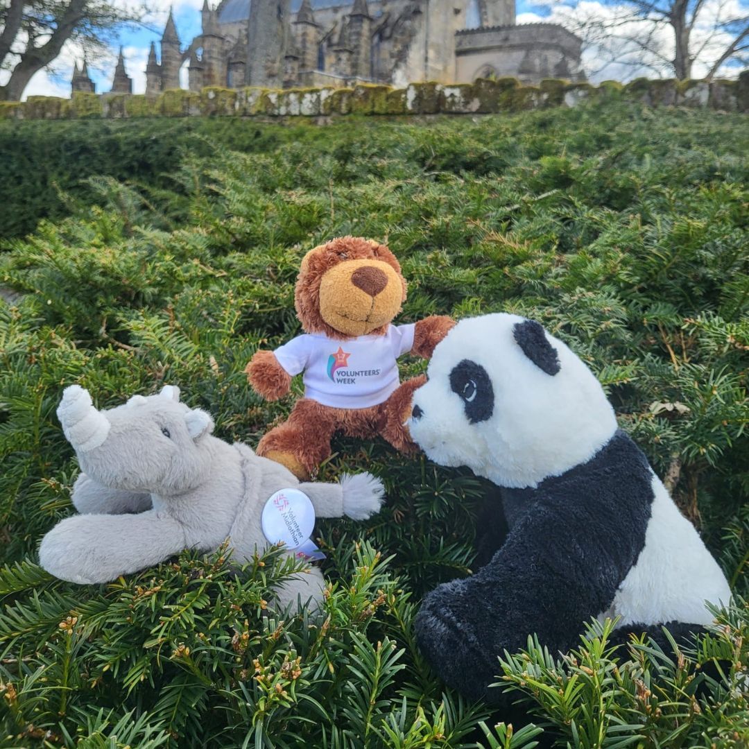 Does anyone recognise these familiar faces? 🐻 🐼 🦏 Our previous Volunteers’ Week mascots; Bramble, Pretzel, and Ringo are back and starting their journey to the 2024 Midlothian Volunteer Awards! Keep your eyes peeled to see where they go in Midlothian. 👀 #VolunteersWeek