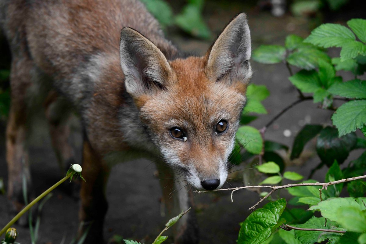The young Red Fox Vulpes vulpes omitted from yesterday's posts was the 2024B dog fox cub. He hasn't really posed for still photographs before, but he did today. Quite distinctly different from his sisters facially. He is probably ranked at No. three in their hierarchy.
