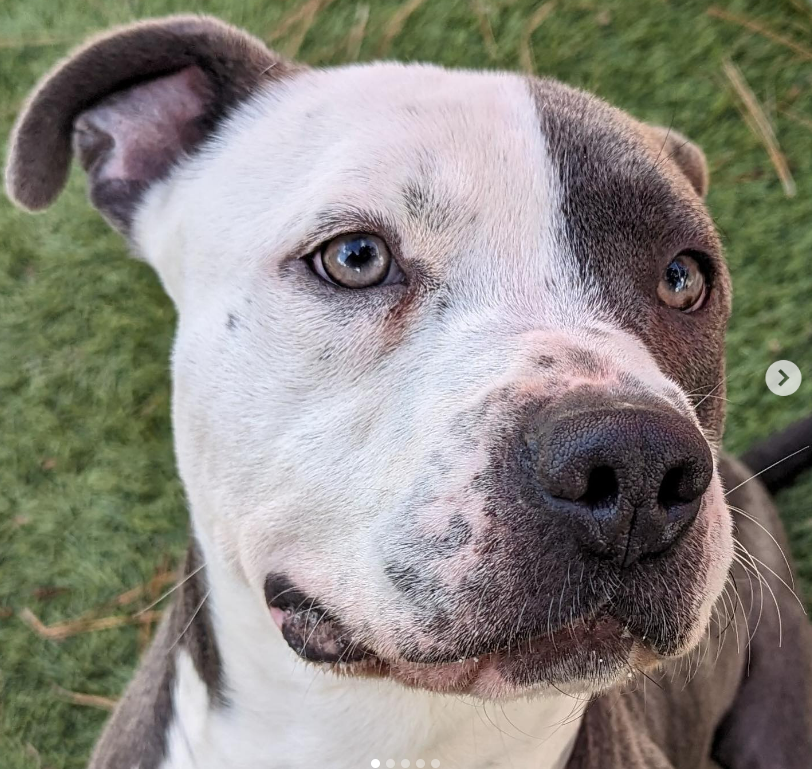🆘💔🆘Adoptable PETEY at Downey #California ACC. This 16 month old 53 lb handsome boy was at the shelter in early Feb, adopted and returned on Feb 29😢Invisible since then. Not even on the euth list, even though he's been there a month longer than dogs who are. info⬇️ #A5605239