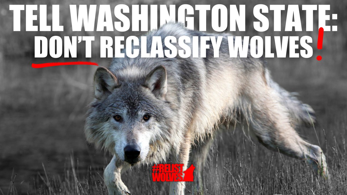 Hot on the heels of the U.S. House moving to delist wolves across the country, @‌WDFW is accepting public comment regarding a proposed change reclassifying WA wolves from “endangered” to “sensitive.'

Tell the state NOT to reclassify their wolves: bit.ly/wawoco1